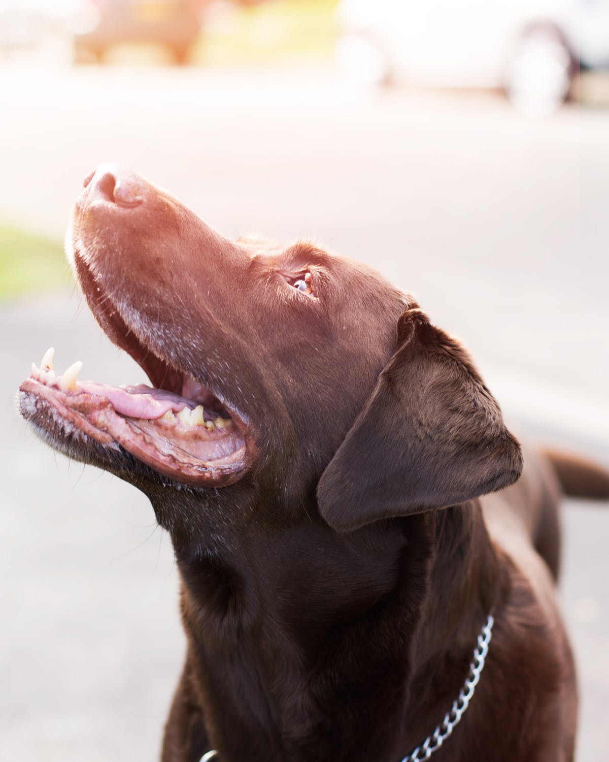 Mount Lebanon professional in home dog training near Pittsburgh PA