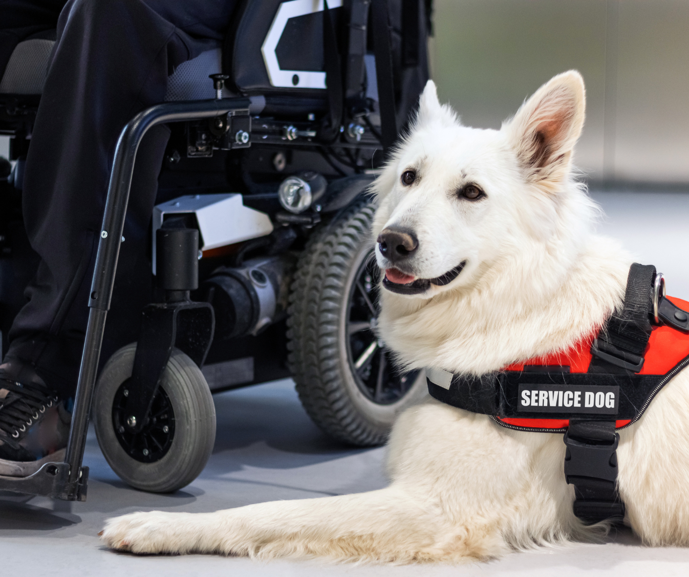 service dog service dog