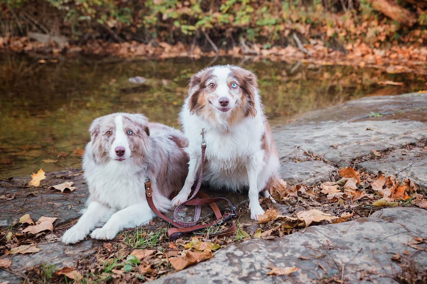pittsburgh dog training pittsburgh dog training