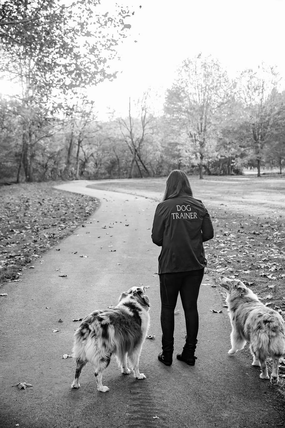 dog training pittsburgh dog training pittsburgh
