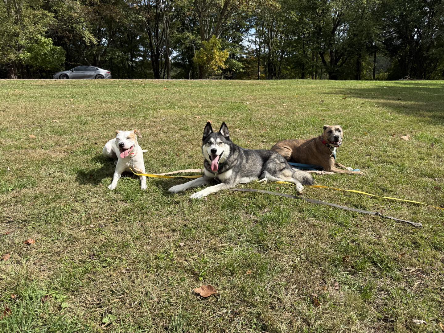 reward based training reward based training