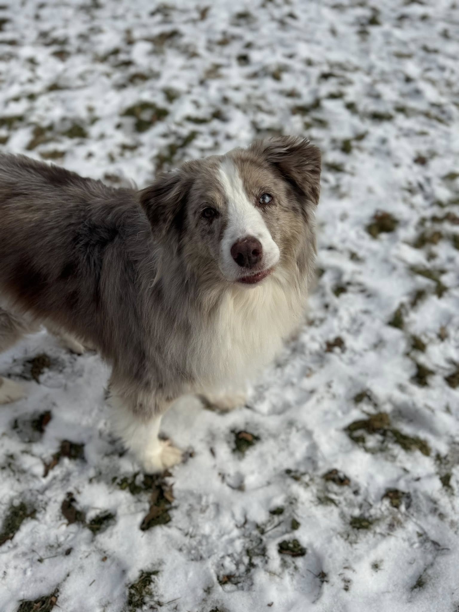 in-home dog training