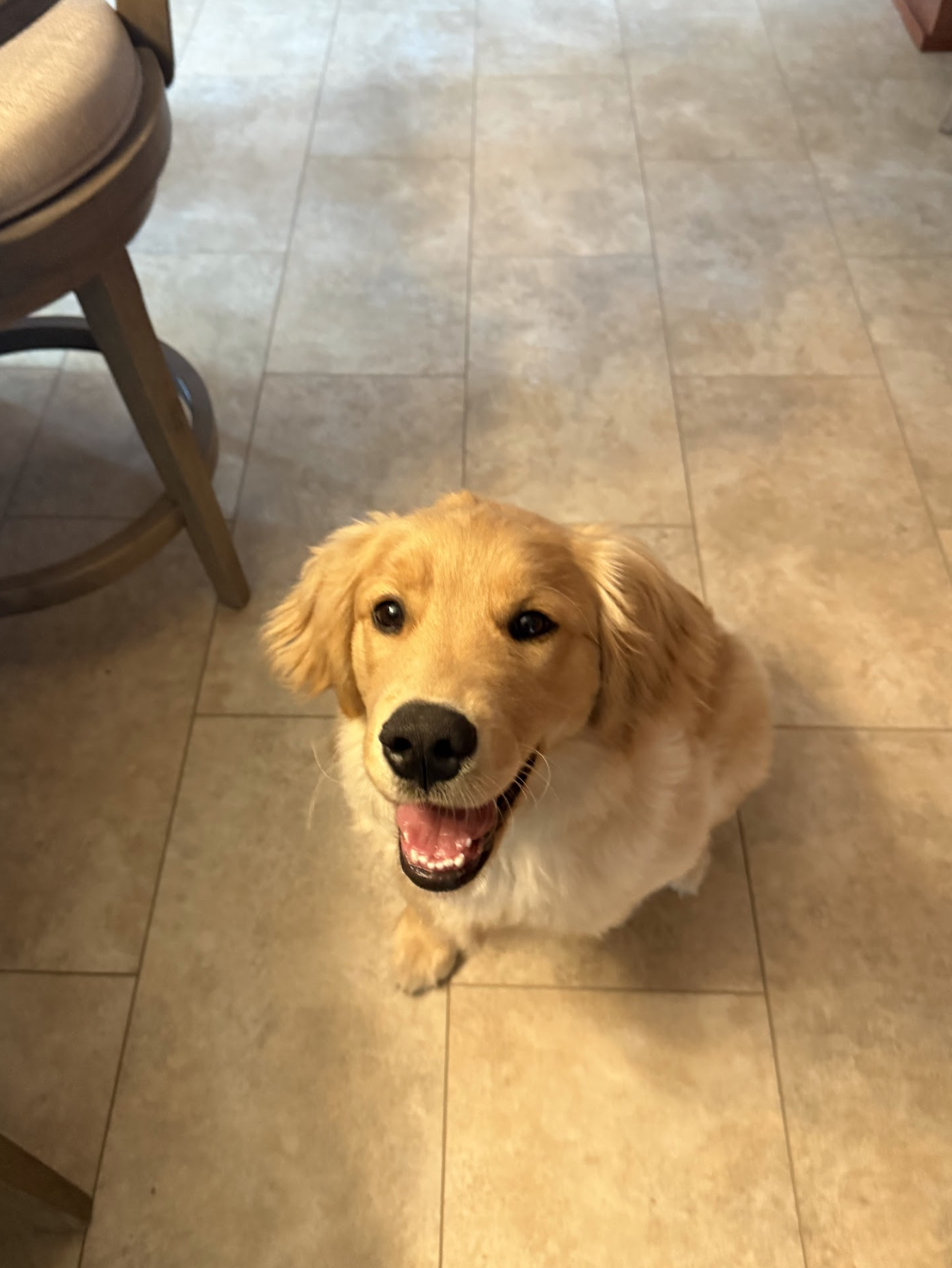 puppy stay and learn 