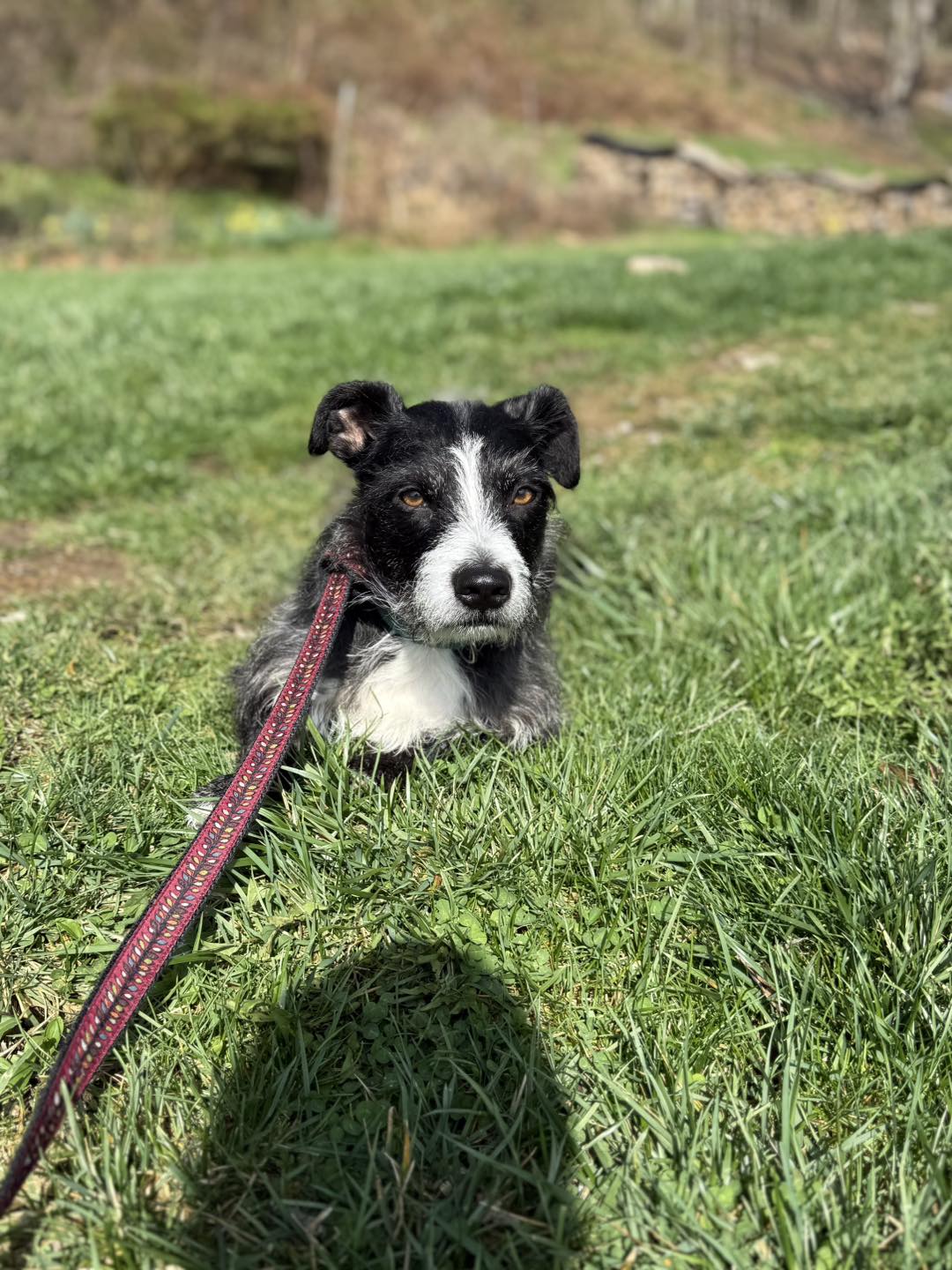 reactive dog training in pittsburgh reactive dog training in pittsburgh